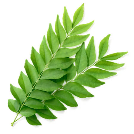 Curry Leaves 50gm Bag