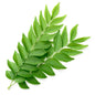 Curry Leaves 50gm Bag