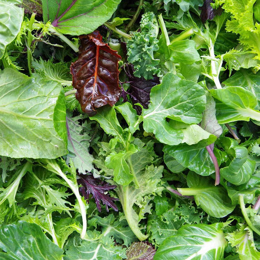 Salad Mix Leaves Prepaked 100gm