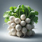 White Radish