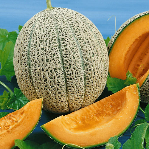 Rockmelon Whole